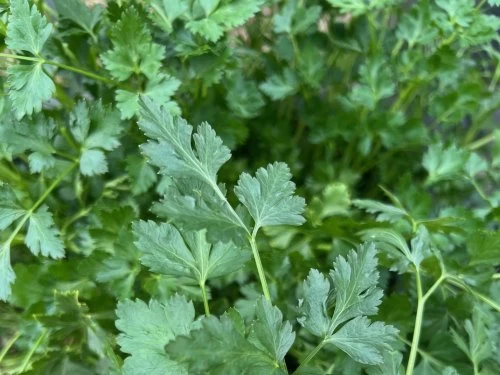 Peršin listaš - PDS - Profesionalna distribucija sjemena