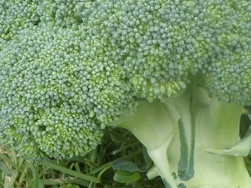 Brokula - PDS - Profesionalna distribucija sjemena