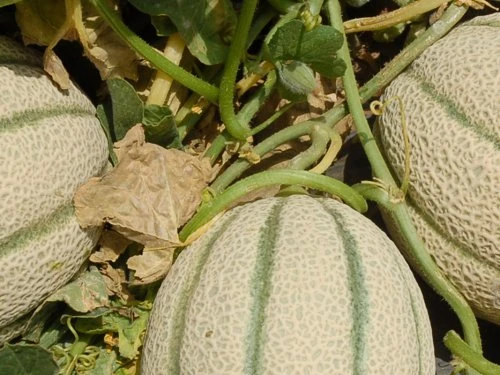 Dinja - PDS - Profesionalna distribucija sjemena