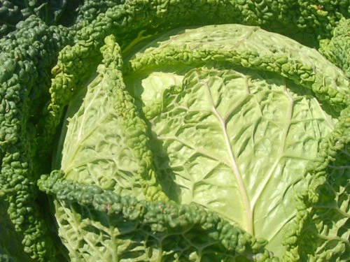 Kelj - PDS - Profesionalna distribucija sjemena