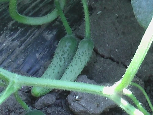 Krastavac - PDS - Profesionalna distribucija sjemena