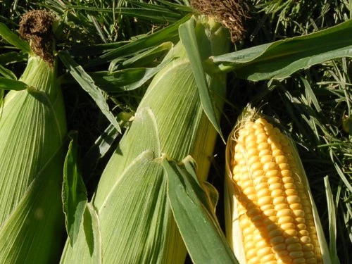 Kukuruz šećerac - PDS - Profesionalna distribucija sjemena