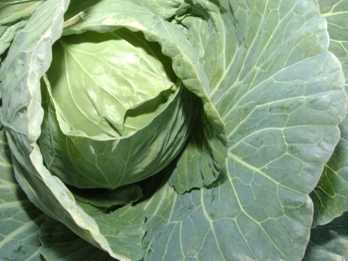 Kupus - PDS - Profesionalna distribucija sjemena