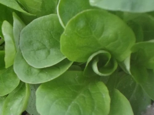 Matovilac  - PDS - Profesionalna distribucija sjemena