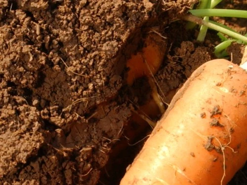 Mrkva - PDS - Profesionalna distribucija sjemena