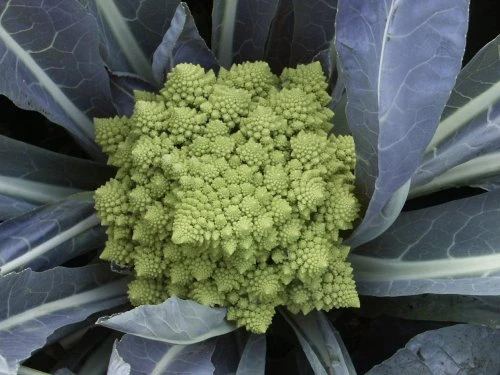 Šenon - PDS - Profesionalna distribucija sjemena