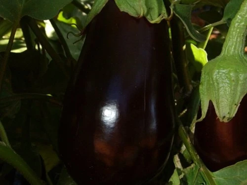 Patlidžan - PDS - Profesionalna distribucija sjemena