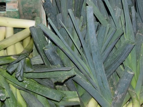 Poriluk - PDS - Profesionalna distribucija sjemena