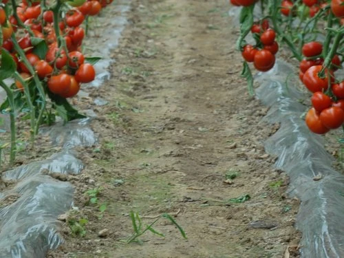 Rajčica - PDS - Profesionalna distribucija sjemena