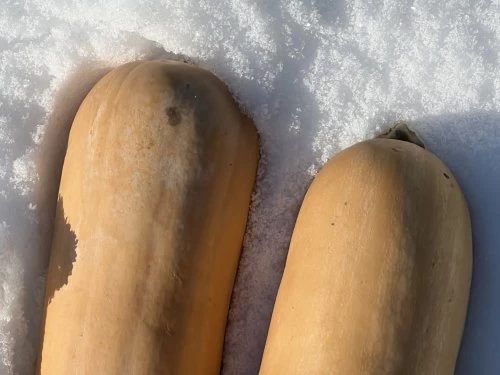 Butternut tikva - PDS - Profesionalna distribucija sjemena